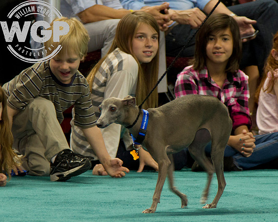 Best in Show 2013