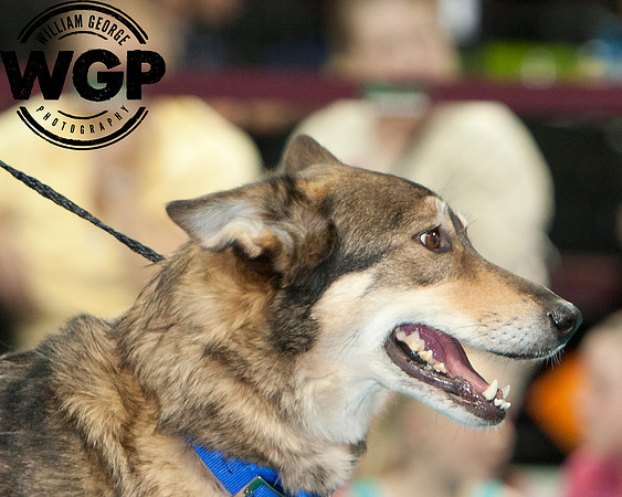 Best in Show 2013