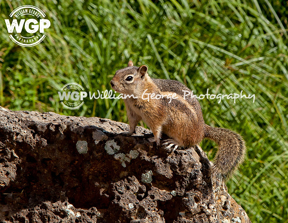 Southern Utah Wildlife