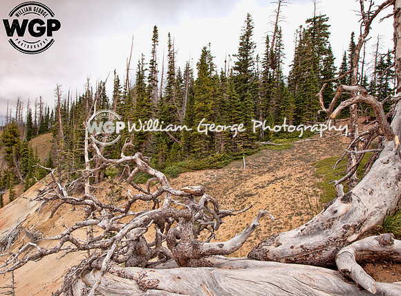 Cedar Breaks National Monument - Twisted Tree