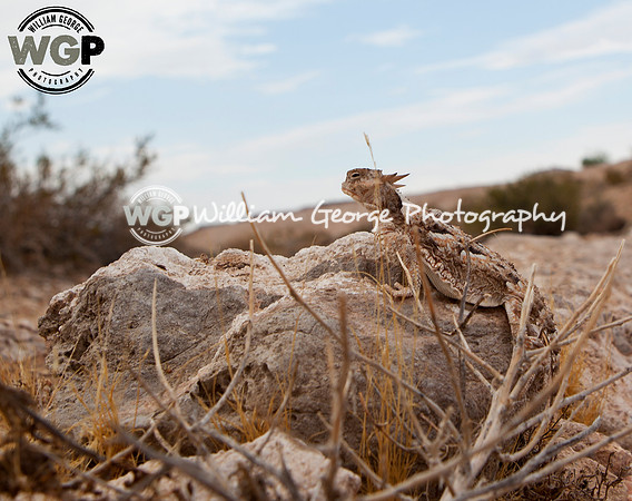 Desert Horned Lizard