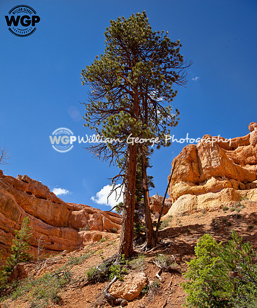 Cascade Falls Utah