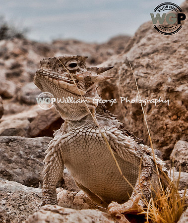 Desert Horned Lizard