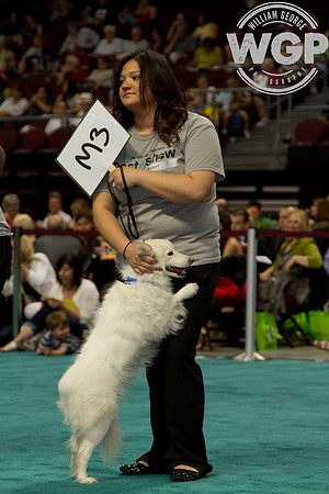 Best in Show 2013