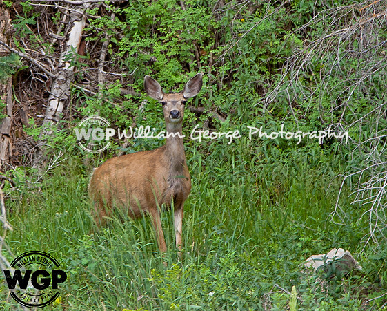 Brian Head Deer