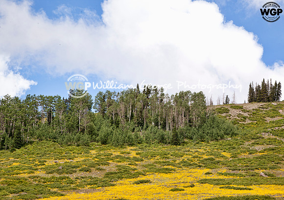 Utah Meadow
