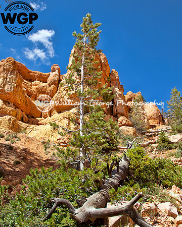 Cascade Falls Utah