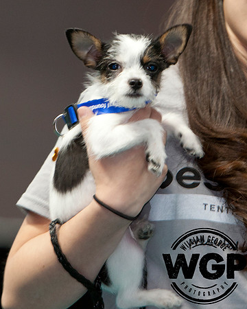 Best in Show 2013