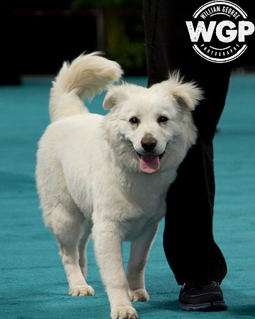 Best in Show 2013