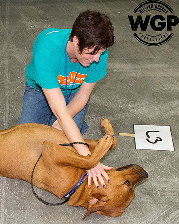 The Winner...Best in Show 2013