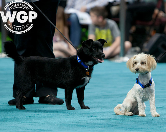 Best in Show 2013