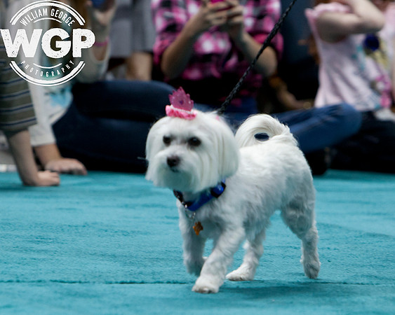 Best in Show 2013