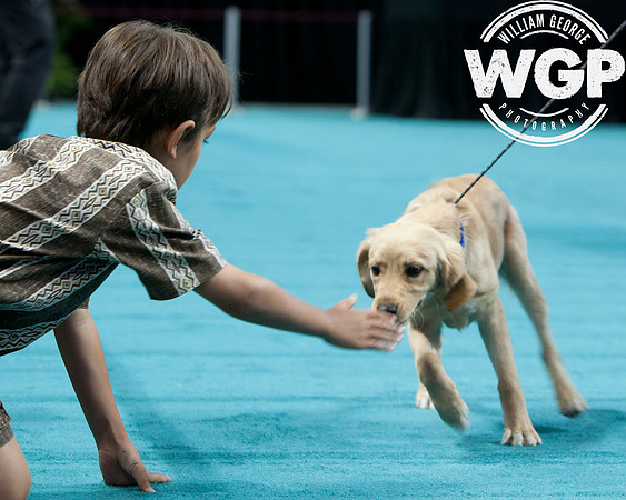 Best in Show 2013