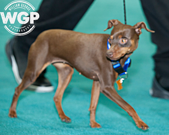 Best in Show 2013