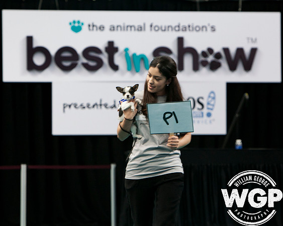 Best in Show 2013