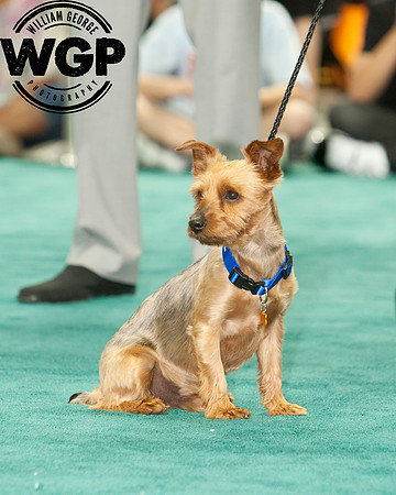 Best in Show 2013