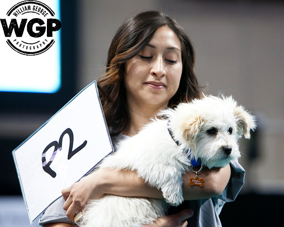 Best in Show 2013