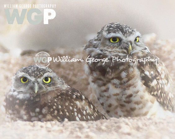 Night Owls In Vegas