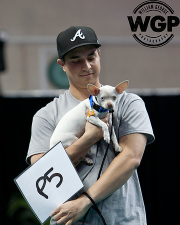 Best in Show 2013
