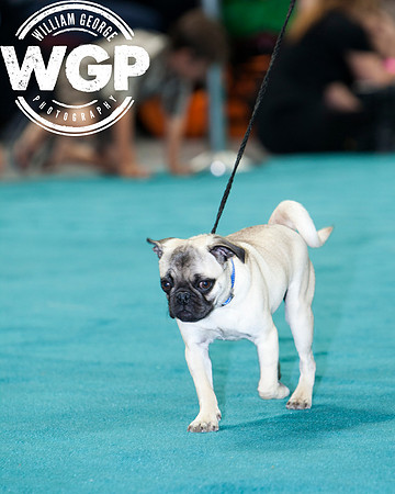 Best in Show 2013